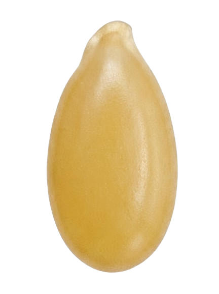 Flax